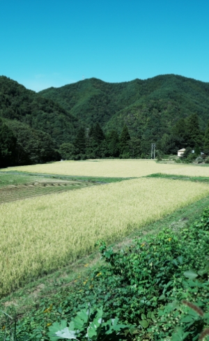 伊那市長谷の棚田