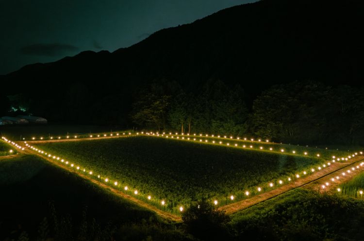 灯りで周囲をライトアップされた棚田