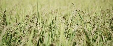 米づくりの理念