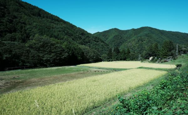 長野県伊那市長谷の棚田