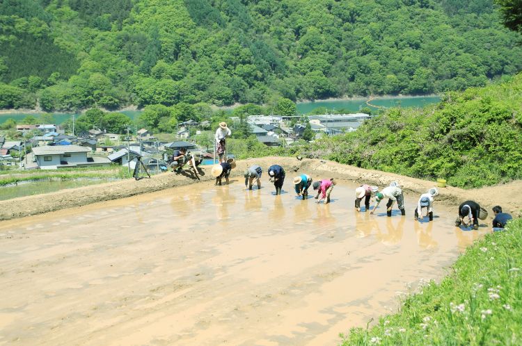 rice farm の田植え